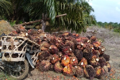 Harga Sawit Anjlok Rp 750/Kg, Disbun Tak Punya Solusi