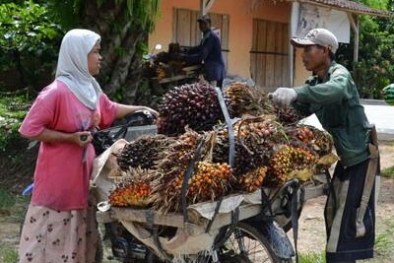 Simak Perkembangan Harga TBS di PKS Sekitar Kalteng