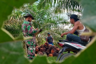 Tahun Depan, Daerah Penghasil Sawit Dapat DBH Dari Pusat