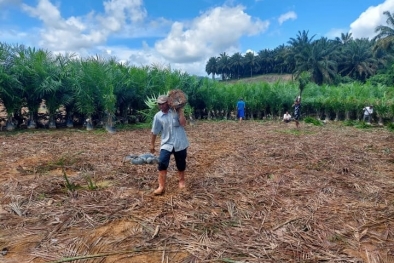 Izinnya Perkebunan, tapi Bikin Persemaian, Kok Bisa?