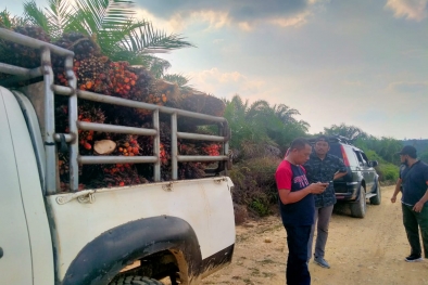 Sadis! TBS Petani Cuma Dihargai 300/Kg