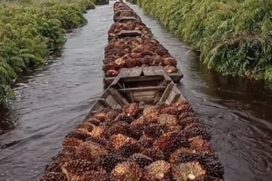 Heboh Petani Jual TBS ke Malaysia, Mendag Anggap Wajar