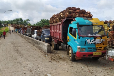 Harga Sawit di Mukomuko Belum Bergerak