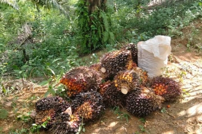 Sawit Tak Laku, Petani Pusing Hadapi Tahun Ajaran Baru