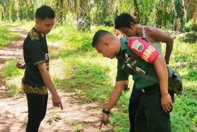 Jejak Ditemukan di Kebun Sawit, Diduga Tapak Harimau