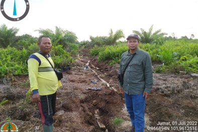 Petani di Siak Resah, Kawanan Gajah Liar Rusak Kebun Sawitnya