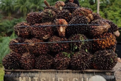 PKS Kompak Beli Sawit Ratusan Rupiah, Distan Mukomuko: Ini Pertama Kali Dalam 5 Tahun Terkahir