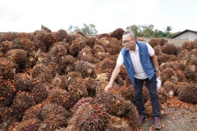 Petani Keluhkan Harga TBS, Mendag: Kita Sudah Minta Pabrik Beli Minimal Harga Rp1.600/Kg