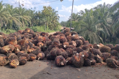 Harga Resmi TBS Sawit di Riau Makin Terseok