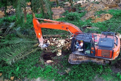 Pusat Kucurkan Dana Replanting Rp330 Miliar Untuk Petani Riau