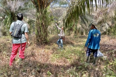 Pas Harga Sawit Tinggi, Banyak Petani Lupa Diri