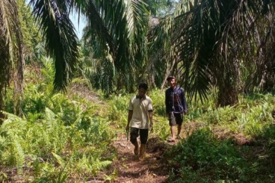 Petani Sawit Aceh Utara Mulai Tersenyum