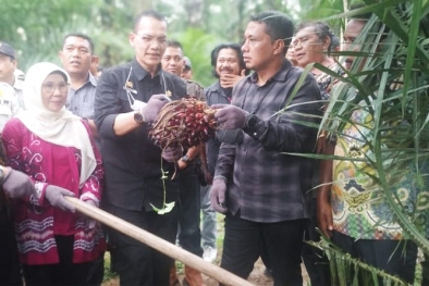 Sawit Program PSR di Paluta Panen Perdana