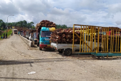 Bank BRI Cabang Manna Tak Pusing Harga Sawit Anjlok