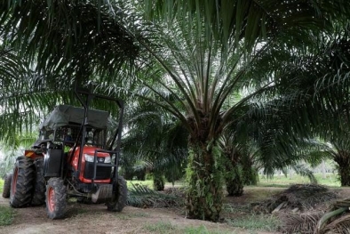 Perusahaan yang Pegang HGU di Bengkulu Wajib Bikin Plasma, Kalau Tidak, Siap-siap Lah!