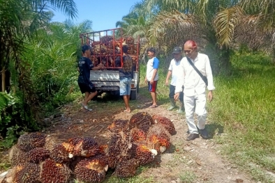 Harga TBS Disbun Naik, tapi di Tingkat Petani Masih Murah