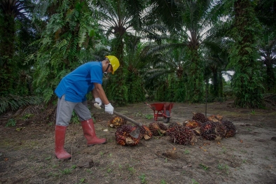 Minat Petani Ikut Sertifikasi ISPO-RSPO Terus Dirangsang