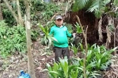 Kebun Sawit Ilegal di Buluh Cina Kampar Dimusnahkan