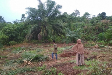 Kebun Sawit Warga Kembali Didatangi Kawanan Gajah Liar