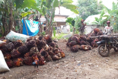 Petani di Kaur Biarkan Sawit 