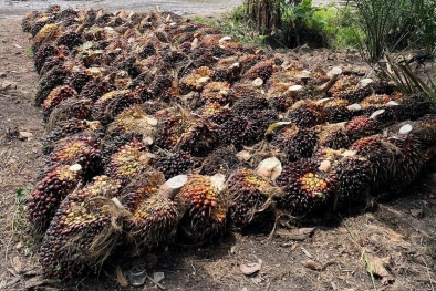 Kenaikan Harga TBS di Bengkulu Belum Signifikan