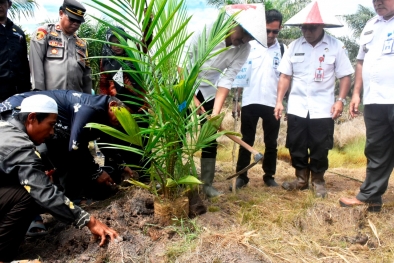 Masuk Tahun Ketiga, Lebih 466 Ha Kebun Sawit Sudah Diremajakan