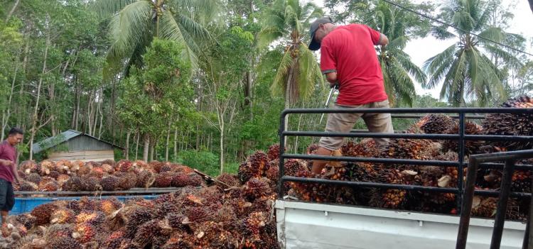 Ada PKS di Daerah ini Curangi Petani dengan Potongan Timbangan