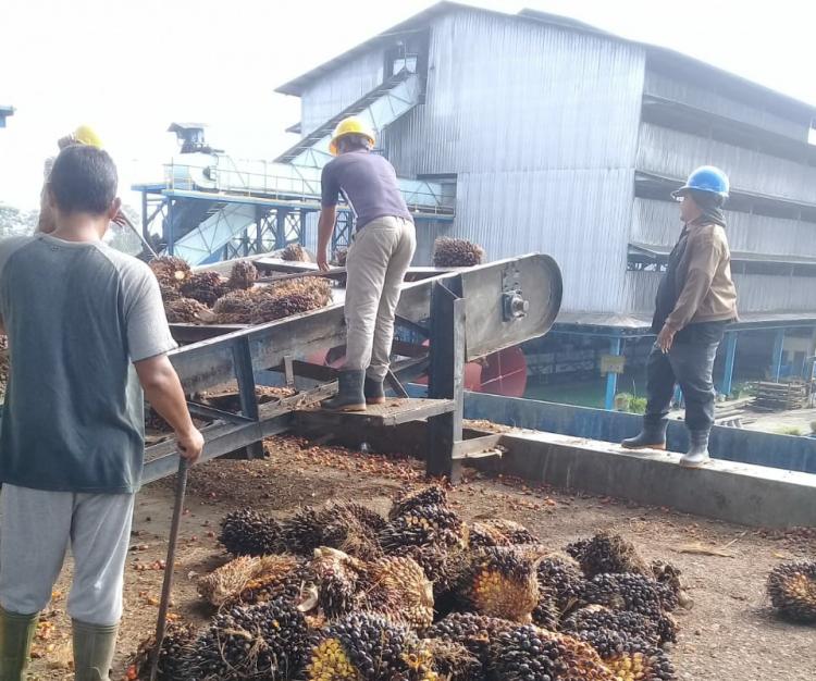 Masih Banyak PKS Langgar Ketetapan Harga TBS