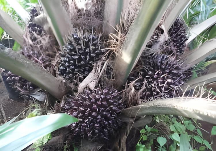 Varietas Simalungun Diminati Petani dan Korporasi, ini Keunggulannya