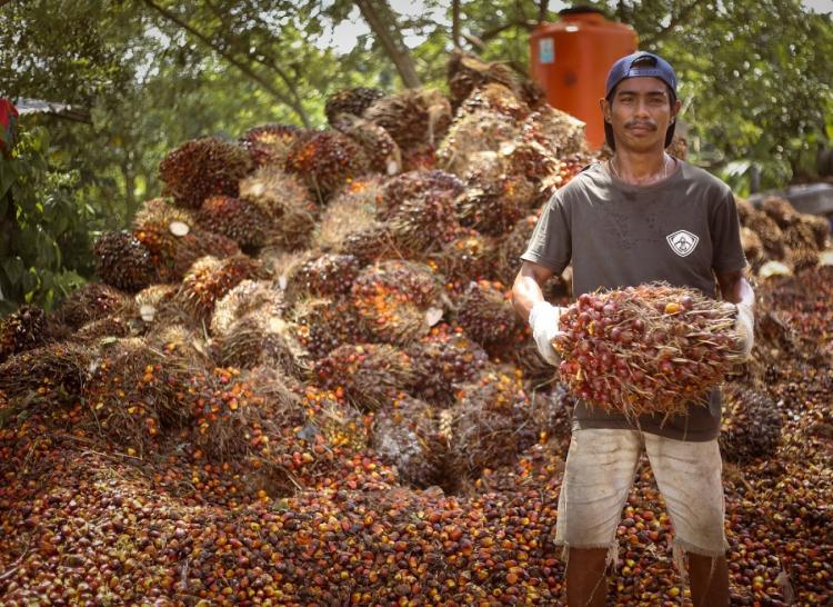 Daya Beli Petani Perkebunan Rakyat Melemah