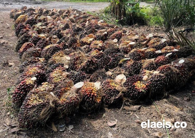 Petani Siak Berharap Harga TBS Moncer Lagi, Minimal Rp2.000/Kg