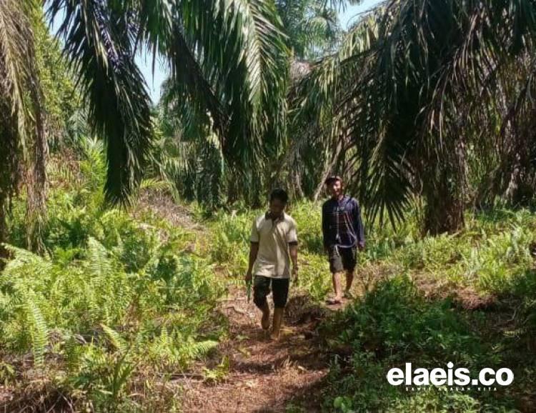 SAMADE Dorong UMKM Berbasis Sawit yang Dikelola Petani