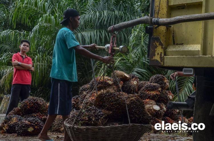 Naik, Harga Sawit Sumbar Rp2.496,84/kg