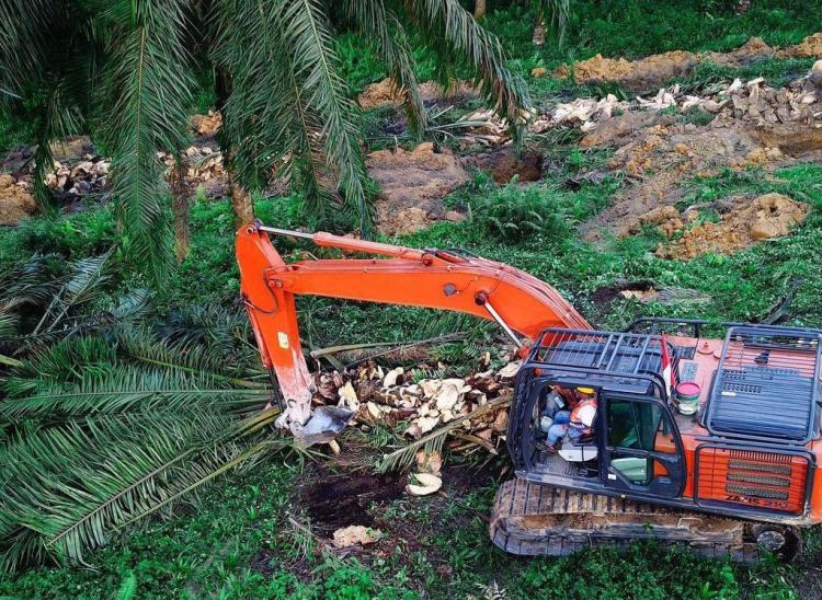 Tiga Hal Ini Bikin Petani Bengkulu Enggan Replanting Sawit 