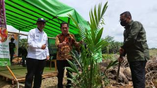 Dapat Hibah Replanting, 100 Ha Kebun Petani Ditanam Perdana