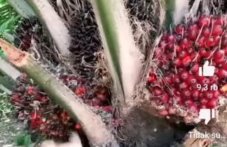 Sudah 8 Bulan Kebun Sawit Petani Malaysia Terbengkalai