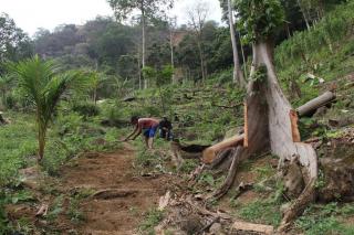 Ratusan Hektare Hutan Dirambah Jadi Kebun Sawit