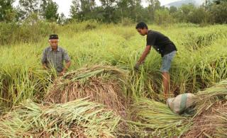 Sering Dianggap Semak, Tanaman ini Bisa Tambah Penghasilan Petani Sawit