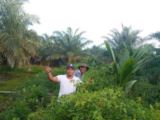 Petani Kelapa Sawit Diajak Tanam Cabai