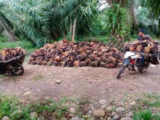 Dana PSR Bertambah, Petani Mandiri Tanpa Hutang