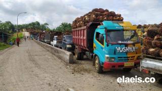 Harga Sawit di Sumsel Naik Rp323,70/Kg