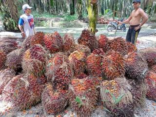 Pelan tapi Pasti, Harga Resmi TBS Sumut Terus Dekati Rp 2.500/Kg