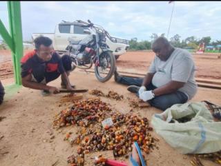 Rendemen Sawit Papua Diuji PPKS Medan, Gunanya Apa?