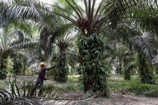 India Buka Kebun Sawit, Paling Tidak Ada Saingan Indonesia 