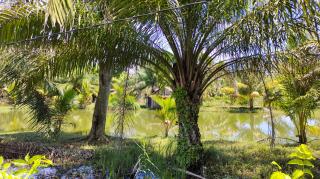 Petani Bikin Kolam Lele di Sela Tanaman Sawit, Begini Hasilnya