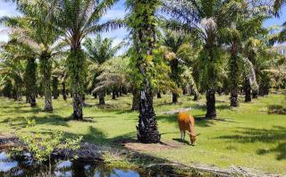 Petani Sawit Teluk Sepang Kantongi Rp20 Juta di Luar TBS