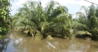 Banjir Rendam Bengkulu, Warga Sulit Panen Sawit 