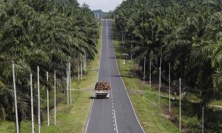 Heboh Kebun Sawit Masuk Kawasan Hutan, APKASINDO: Itu Lagu Lama!