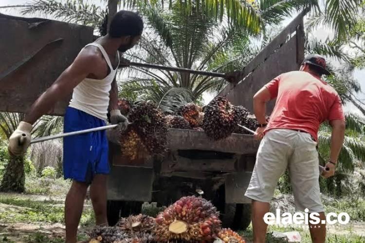 Harga Sawit di Jambi Naik Lagi, CPO Hampir Rp 11.000