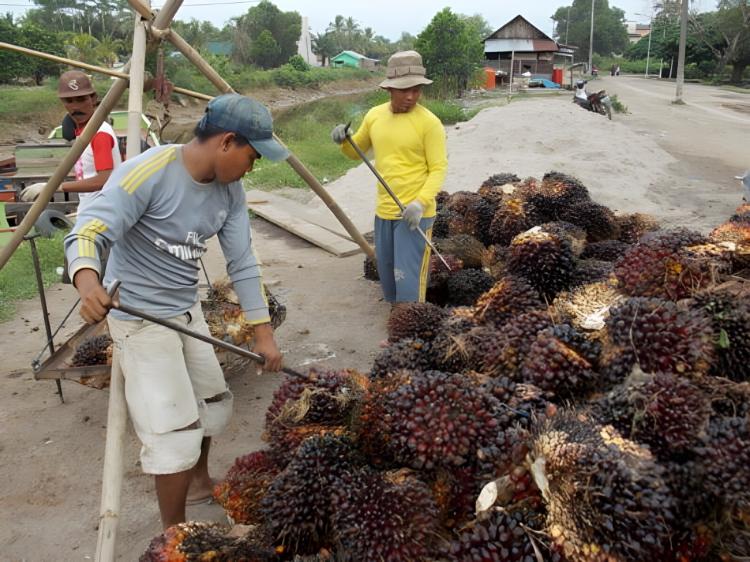 Ini yang Menyebabkan Pekebun Sawit Enggan Ikut Sertifikasi ISPO